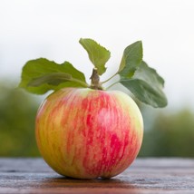 Rare Apple &#39;Pink Princess&#39; Seeds (3-Pack) - Start Your Own Enchanting Garden - P - £6.68 GBP