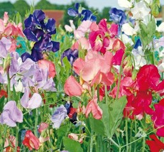 Grow In US 25 Seeds Sweet Pea Early Multiflora Flower Mix Lathyrus Fragrant Vine - £8.43 GBP