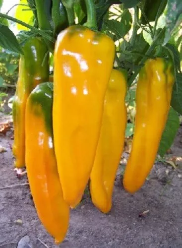 50 Pepper Seeds Golden Marconi Hybrid Sweet Pepper Seeds Easy to Grow - £11.79 GBP