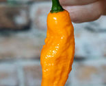 25 Seeds Devil’s Tongue Yellow Pepper Vegetables Garden - $9.71