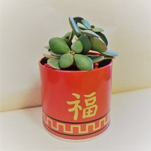 Jade Plant in Red Gold Tin, 3" Planter Succulent Crassula ovata Chinese New Year image 7