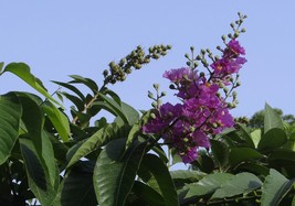 20 Seeds Crepe / Crape Myrtle- Purple Blooms- Small Tropical Tree Shrub- Zones 8 - £3.16 GBP