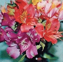 TH 25 Seeds Alstroemeria Dr. Salters Mix Flower Seeds/Peruvian Lily / Pe... - £11.88 GBP