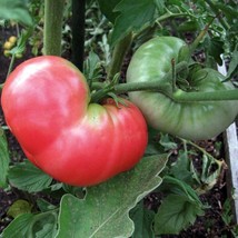 Pink Ponderosa Tomato Seeds Organic US Fast Shipping - $1.98