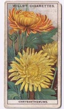 Wills Cigarette Card Garden Flowers #13 Chrysanthemums - £0.78 GBP