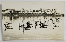 Ducks RPPC Canadian Honkers in South Dakota 1946 LL Cook Postcard T12 - £5.55 GBP