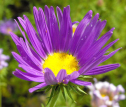 Tahoka Daisy Prairie Aster Machaeranthera Tanacetifolia 500 Bulk Seeds Fresh - £28.39 GBP