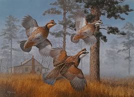 Bobwhite Quail by David Maass - International Quail Foundation - 1982 Research S - £58.93 GBP