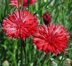 Bachelor Button, Tall Red Seeds, Organic, 50 seeds, Beautiful Bright Blooms, - £2.35 GBP