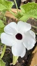 Thunbergian White Morning Glory with Black Eyed Susan Flowers - $8.42