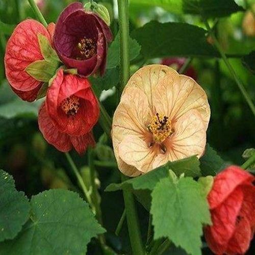 SHIP FROM USA Abutilon Bellevue Mix Flower Seeds (Abutilon Hybridum) 100+Seeds U - $34.93