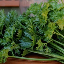 Celery Amsterdam, 200 Seeds R - £11.28 GBP