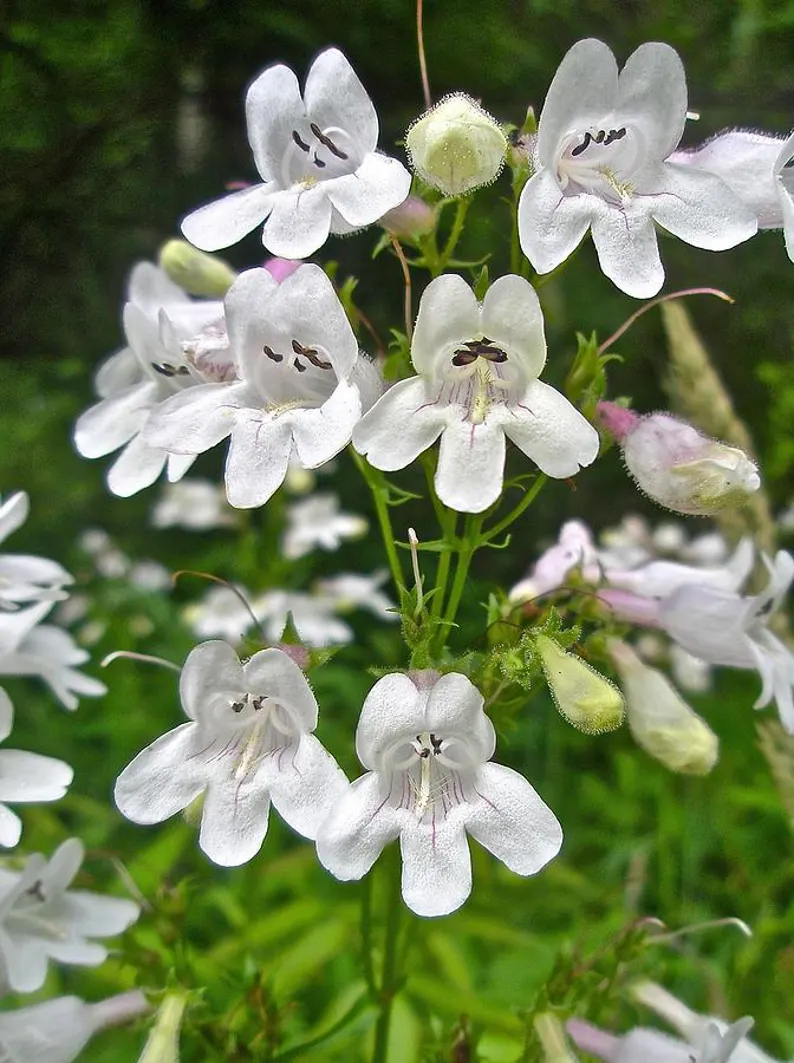 Foxglove White Seeds 50pcs – Penstemon digitalis Perennial Flower - €4,73 EUR