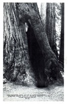 B-53 Standing Redwoods Muir Woods National Monument California RPPC Postcard - £11.83 GBP