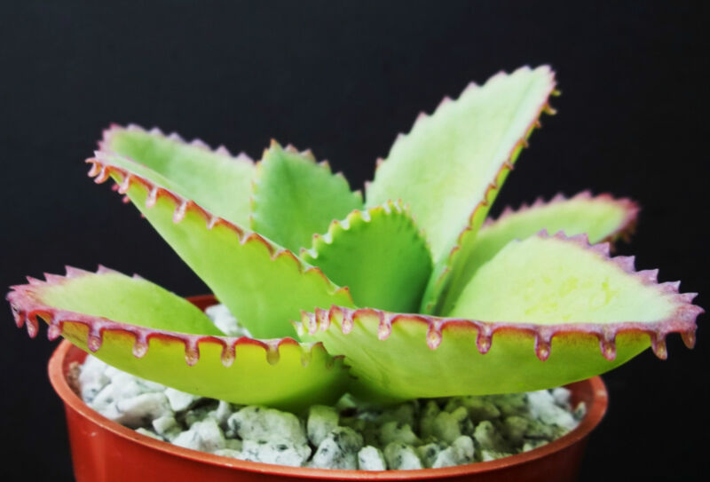 Garden Store 2&quot;&quot; Mother Of Thousands Red,Pink,Purple Succulent Bare Root... - $21.82
