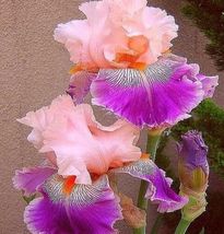 25 Iris Flower Pink Purple Seeds Garden Plants - £11.10 GBP