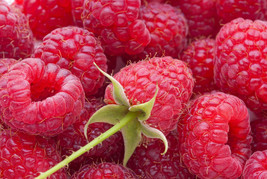 Bababerry Red Raspberry Potted Plants- For South &amp; Hot Summer/Mild Winte... - £17.80 GBP+