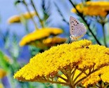 500 Seeds Gold Yellow Yarrow Seeds Milfoil Wildflower Medicinal Herb Per... - $8.99