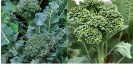 Calabrese Green Sprouting Broccoli Seeds  Fresh Garden Seeds Gardening Plant  - £16.02 GBP+