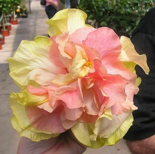 20 Double Pink Orange Hibisc Flowers Flower Perennial Fresh Seeds for Planting - £14.87 GBP
