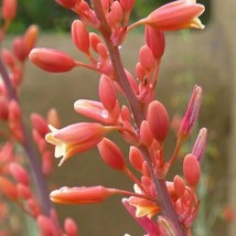 Red Yucca Coral Yucca Hummingbird Yucca50 Seeds 2024 Fresh Garden - £7.72 GBP