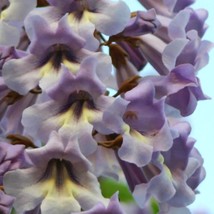 5 Paulwnia Wisteria Seeds Vine Climbing Flower Seed 994 Fresh Seeds USA - $6.98