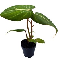 Philodendron Gloriosum, Anthurium Gloriosum, Velvet Philodendron, Creeper Plant  - £11.18 GBP