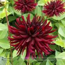 Heirloom &#39;Nuit d&#39;Ete&#39; Dark Red Dahlia Perennial Flower Seeds, Professional Pack, - £2.78 GBP