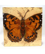 Butterfly Painting by Kelly Magee (#5986) - $1,425.51 MXN