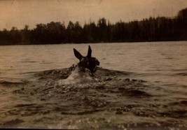 Real Photo POSTCARD-MOOSE Swimming In Lake, Azo Stamp Box (1904-1918) BK54 - £3.87 GBP