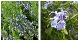 Live Plant - Tuscan Blue Rosemary Plant - Inside or Out - 2.5&quot; Pot - £25.88 GBP