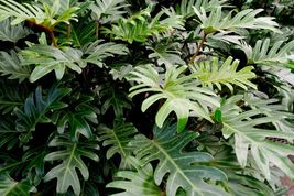 Live Plant Philodendron &#39;Xanadu&#39; - £25.45 GBP