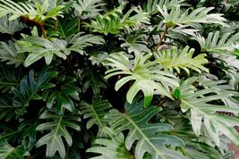 Live Plant Philodendron &#39;Xanadu&#39; - $31.96