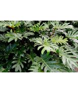 Live Plant Philodendron &#39;Xanadu&#39; - £25.13 GBP