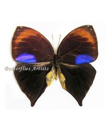 RARE Uncertain Owlet Bia Actorion Real Butterfly Framed Entomology Shado... - $1,492.60 MXN
