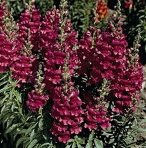 30 Black Prince Snapdragon Flower Seeds Annual Antirrhinum From US  - £6.58 GBP