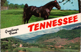 Greetings from Tennessee Walking Horse Postcard PC396 - £3.72 GBP