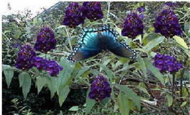 100 Seeds Black Knight Purple Butterfly Budhelia Bush Perennial Grown Seller - £7.21 GBP