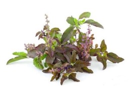 Grow In US Heirloom Red Leaf Holy Basil seeds Tasty Herb Asian - £7.31 GBP