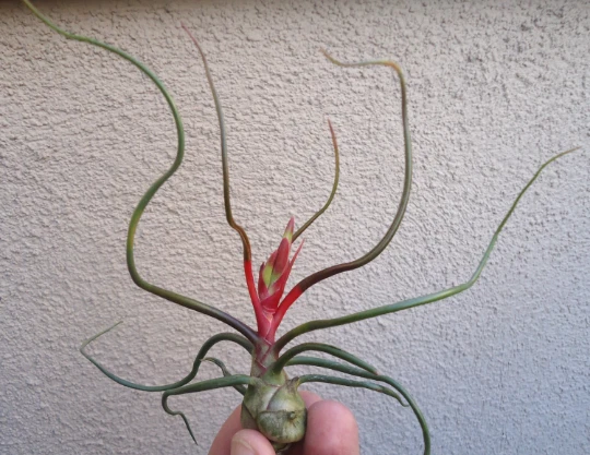 Tillandsia Bulbosa Guatemala Air Plants - $17.92