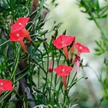 Morning Glory Impomea Quamoclit Cardinallisscarlet Ohara Hummingbirds Love 10 Se - £11.65 GBP