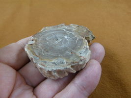 R805-24) genuine fossil Petrified Wood slice specimen Madagascar organic... - $15.99