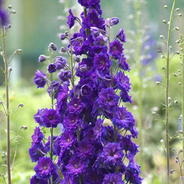 50 Pagans Purple Delphinium Seeds Flower Seed Flowers 803 Fresh - £13.82 GBP