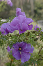 30 seeds Purple Hibiscus - £4.27 GBP