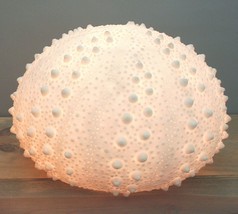 15&quot;D Beach Ocean White Sea Urchin Shell Light Up Frosted Glass Natural Sandstone - £78.32 GBP