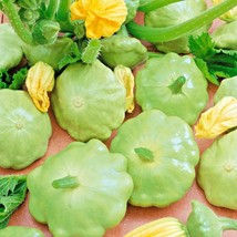 40+ Bennings Green Tint Summer Squash Vegetable Seeds - $20.85