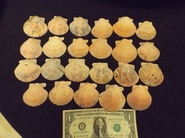 Assortment of Sea Shells – Medium sized Pink- 23 shells–LOT G - £33.57 GBP