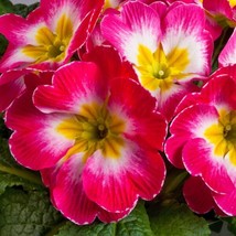 Primula Seeds 50 Primrose Seeds Primula Danova Rose And White Bicolorgarden Beau - $32.75