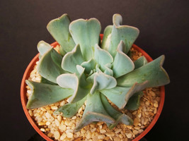 RARE ECHEVERIA RUNYONII CV. TOPSY TURVY flower succulent cactus plant 4&quot;... - $14.99
