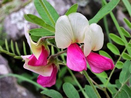30 Goats Rue Tephrosia Virginiana Cracca Flower Grass Legume Ground Cove... - $285.31 MXN